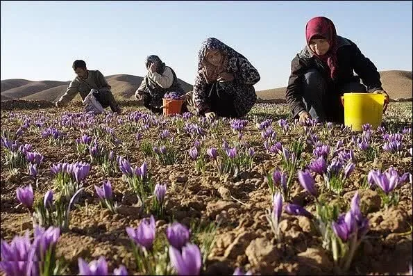 فرصت طلایی در دشت های کرمان؛ زعفران کشاورزی را نجات می دهد
