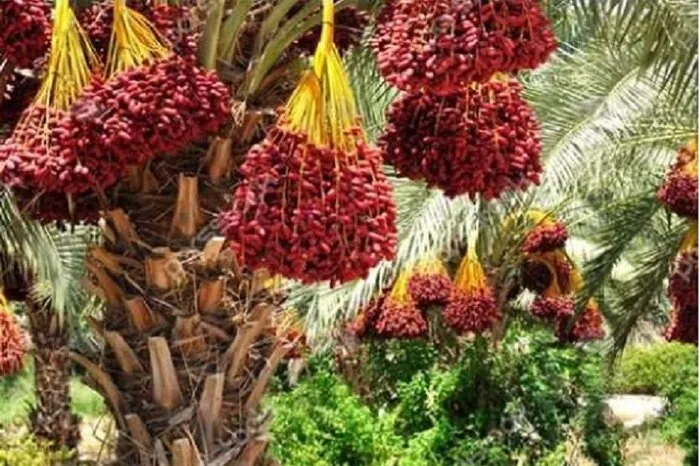 خرمای کریته؛ طلای شیرین «رودخانه» در مسیر بازارهای جهانی