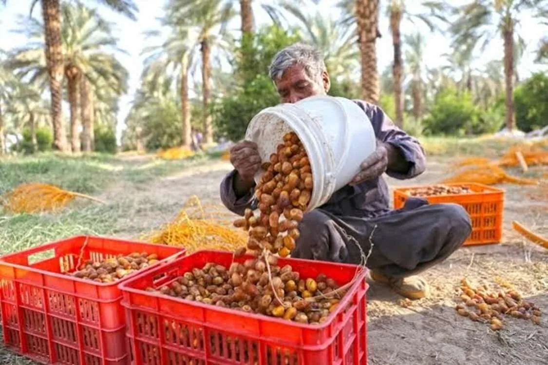 عنبرآباد میزبان فعالان اقتصادی کشور؛ خرمای «کلوته» جنوب کرمان در مسیر توسعه بازارهای جهانی