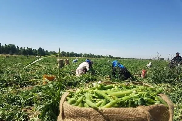 آشنایی با ۵ ماده غذایی گیاهی سرشار از آهن