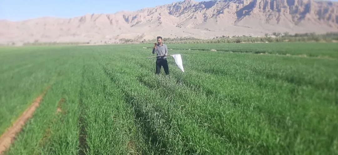 سنزدگی گندم در آذربایجان شرقی ۵۶ درصد کاهش یافت