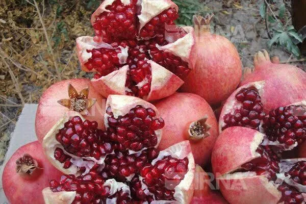 جشنواره انار ساوه؛ از هیاهوی غرفه‌ها تا هویت واقعی شهر یاقوت‌های سرخ