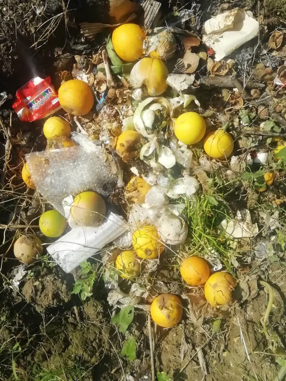 گلایه باغداران دهستان بالاتجن قائمشهر از آفت زدگی مرکبات + عکس