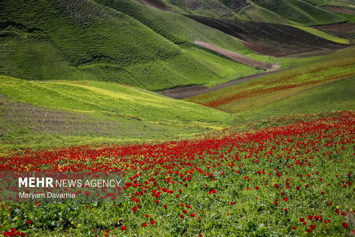 رشد ۱۰۰ درصدی کشت کلزا در هزارجریب