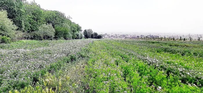 اجرای طرح داربستی در ۱۳ هکتار از باغ‌های انگور نهاوند