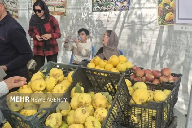 جشنواره «به» گیوی؛ پاییز برداشت، بهار شکوفایی