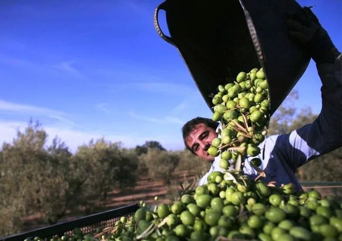 رفع بیکاری در روستای هزاررود طارم با احداث باغ زیتون