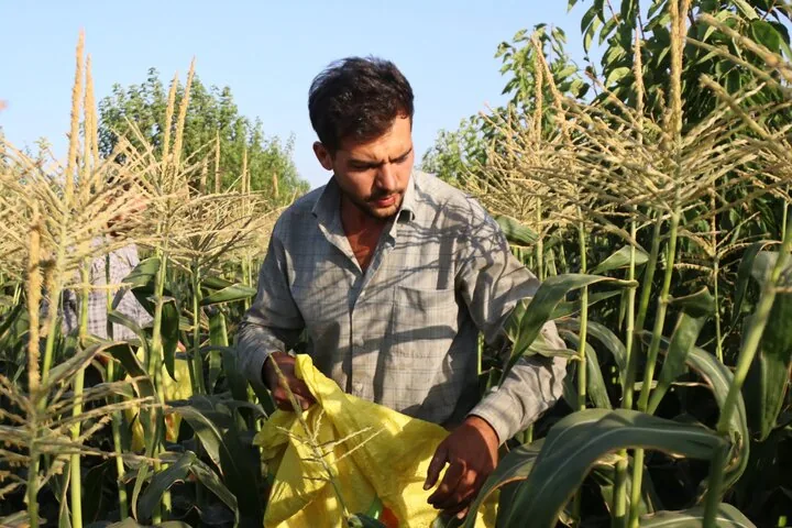 ذرت پلدختر به فصل برداشت رسید