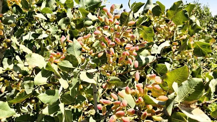 پسته در ایلام ریشه می‌دواند