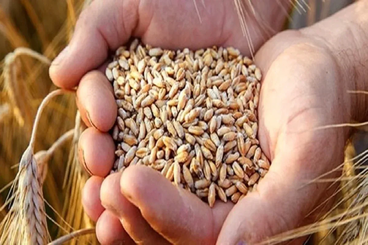 دولت نمیتواند به بهانه کیفیت پول گندمکاران را ندهد