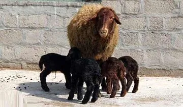 مشارکت ۱۷۰ روستای زنجان در طرح اصلاح نژاد گوسفند افشاری