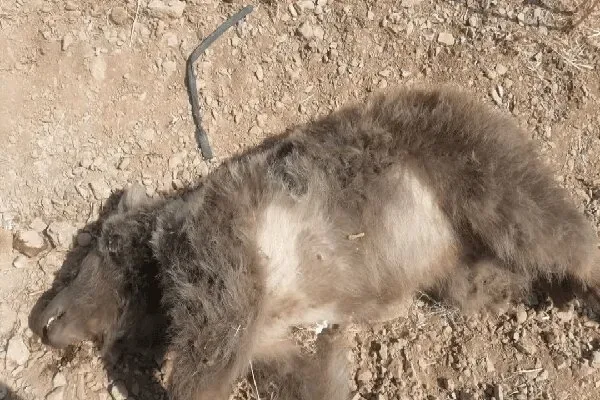 محیطزیست: تلف شدن یک خرس ماده در اثر برخورد خودرو با او در مجاورت بزرگراه شیراز-اصفهان