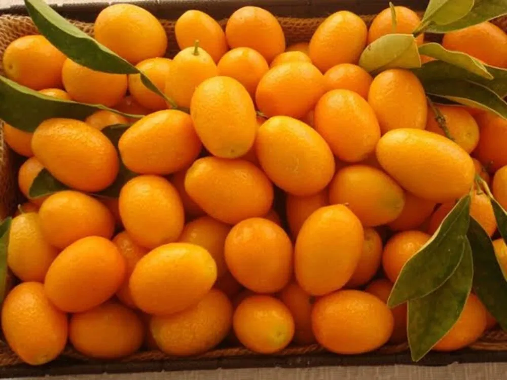 کاشت میوه کامکوات