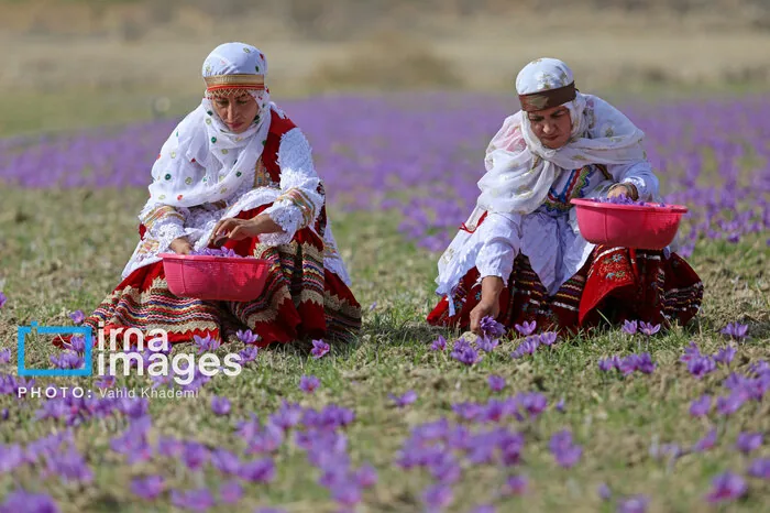 دل‌ِ لرزان زعفران‌کاران خراسان شمالی از باران