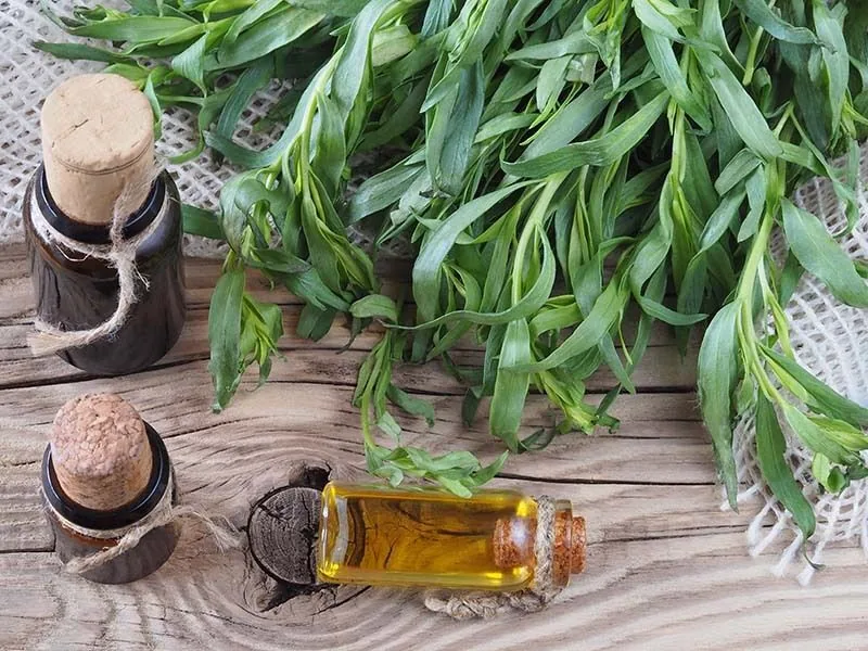 رایحه خوش «ترخون» برای شکوفایی اقتصادی گلباف استان کرمان