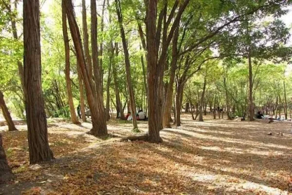 خشکیدگی درختان چیتگر نتیجه سالها تنش آبی است