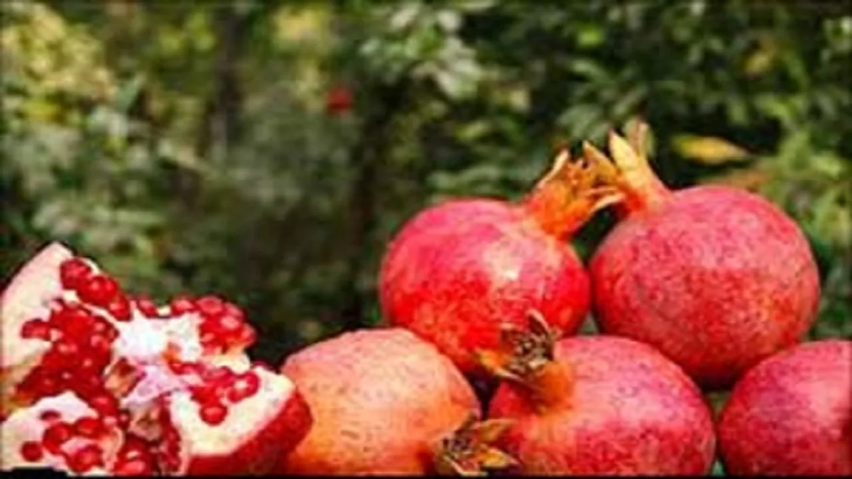 بهشهر قطب تولید انار شرق مازندران