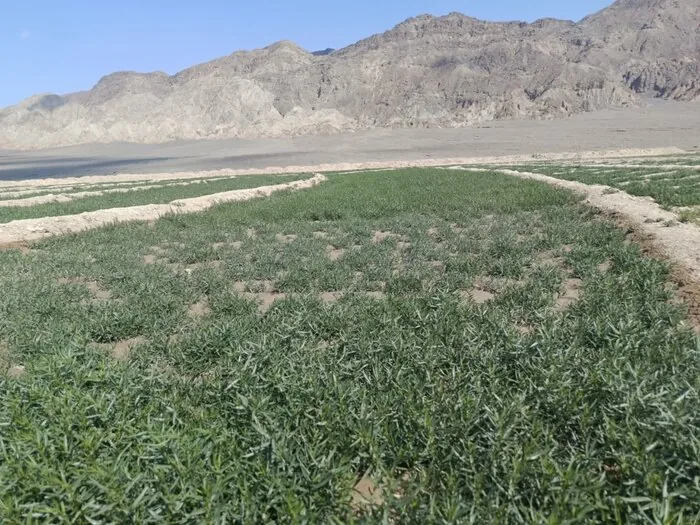 رایحه خوش ترخون برای شکوفایی اقتصادی گلباف