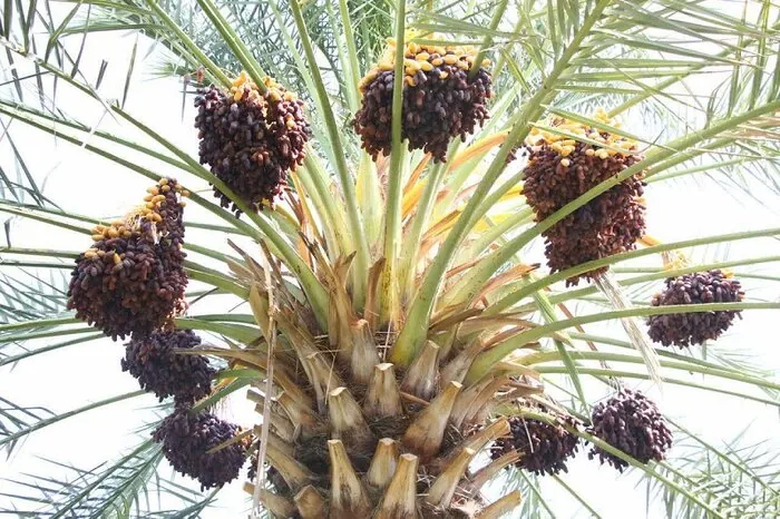 حاجی‌آباد در آستانه برداشت ۳۸ هزار تن خرمای شکلاتی پیارم