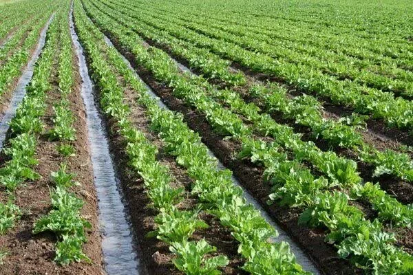 برداشت موفقیتآمیز نخستین محصول «ماش دانهای» در دهلران