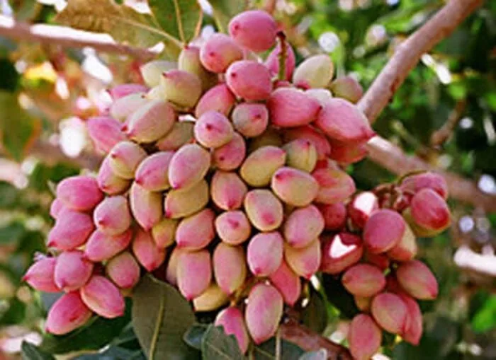 پسته در ایلام ریشه می‌دواند