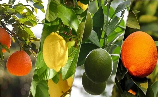 نارنج چینی در باغ‌های گیلان شروع شد