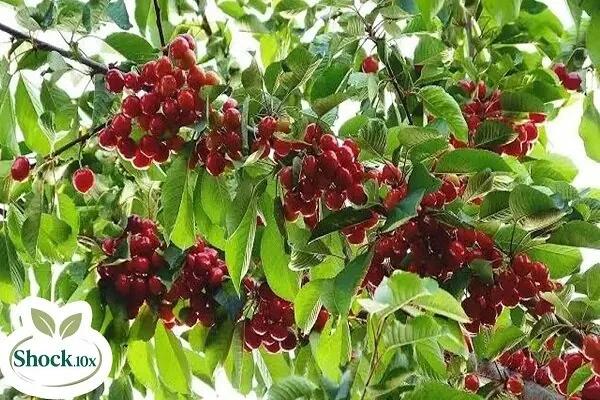 بهترین کود برای درختان میوه در چهار فصل؛ راهنمای مصرف کود شوک ۱۰x