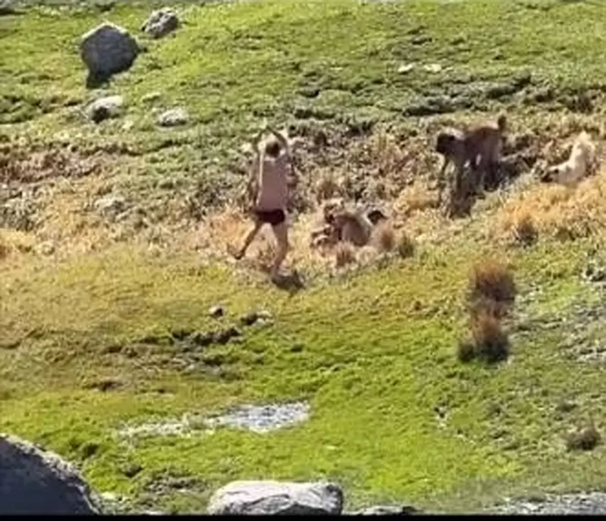 لحظات وحشتناک حمله گله سگها به یک نوجوان در اردبیل/ ویدئو