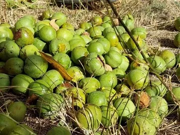 فیلم | برپایی جشنواره برداشت گردو در روستای وانشان گلپایگان