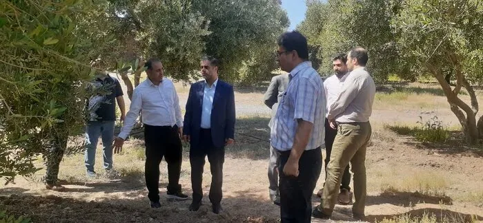 رفع بیکاری در روستای هزاررود طارم با احداث باغ زیتون