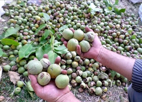 گردوی کرمان؛ اصلاح باغات برای عبور از بحران