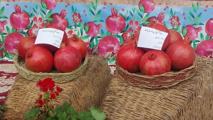 جشنواره انار ساوه؛ از هیاهوی غرفه‌ها تا هویت واقعی شهر یاقوت‌های سرخ