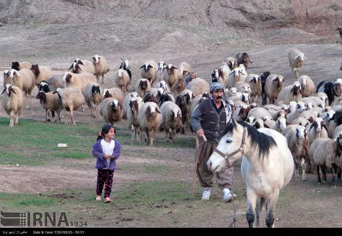 تأمین آب، سوخت و نهاده‌های دامی؛ مطالبات عشایر کرمانشاه در آستانه کوچ پاییزه