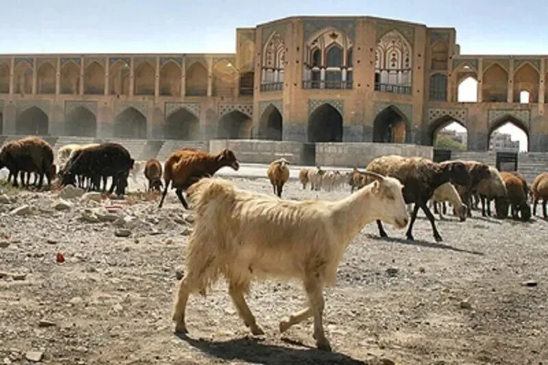 بستر زایندهرود، چراگاه گوسفندان شد!