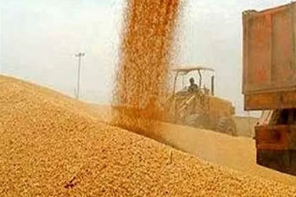 دولت حساب گندمکاران را تسویه کرد