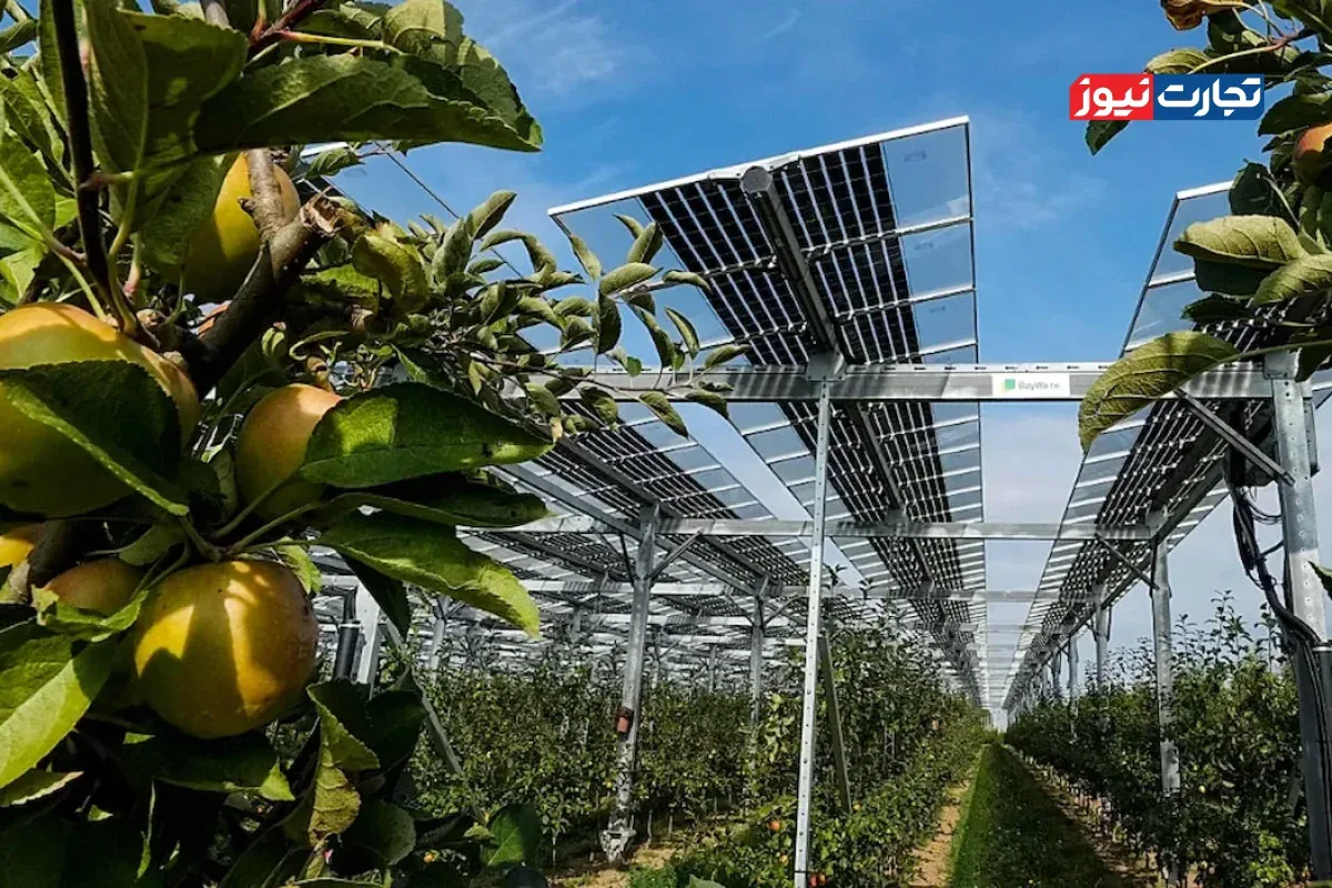 کشاورزی و انرژی خورشیدی؛ آیا پنلهای خورشیدی میتوانند بدون نابودی زمینهای زراعی برق تولید کنند؟ + عکس
