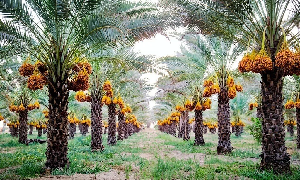 فدک؛ بهانهای برای بازخوانی نخستین انحراف سیاسی در اسلام