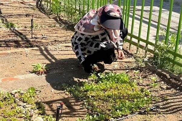 باغچههای خانگی در کاهش خطر ابتلا به دیابت موثرند
