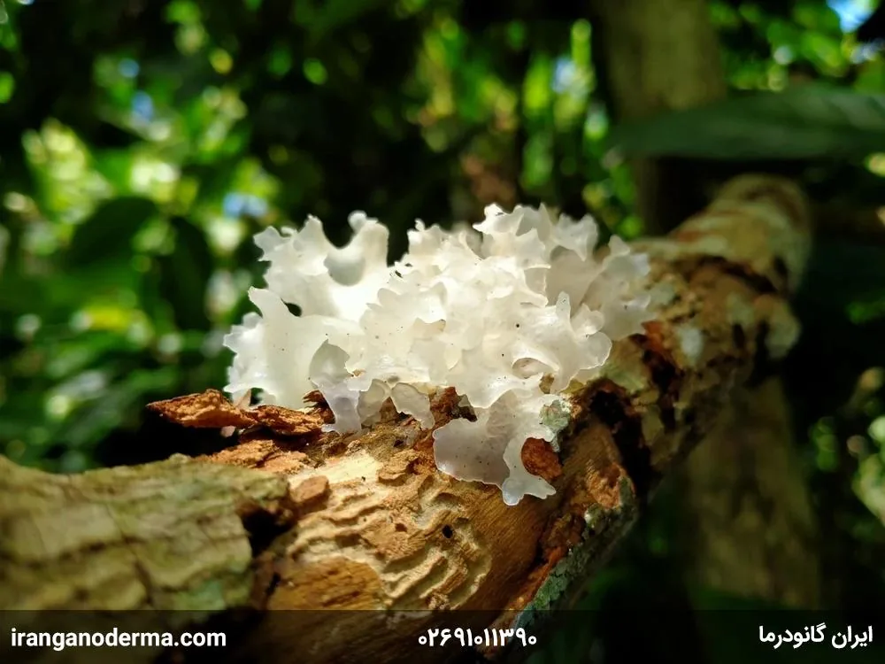خواص بینظیر قارچ ترملا (Tremella) به همراه راهنمای روش مصرف و خرید
