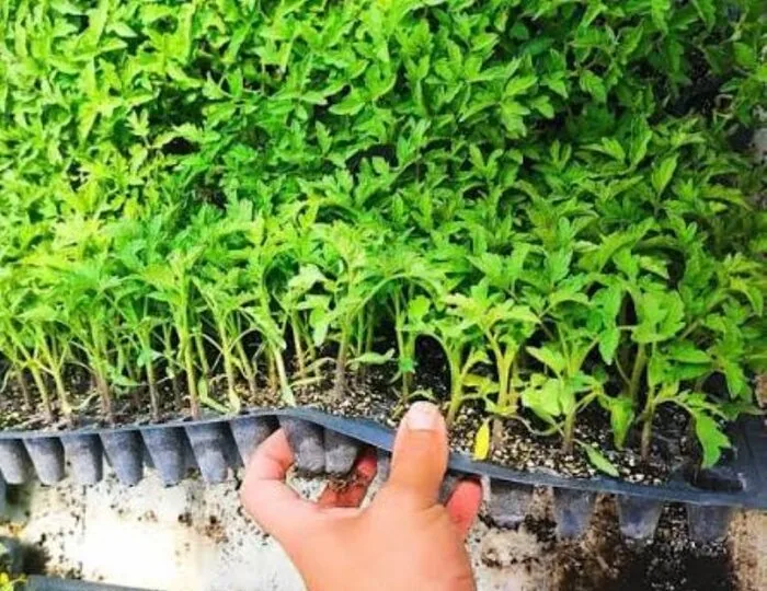 تولید خارج از فصل گوجه‌فرنگی؛ مزیت رقابتی کشاورزی کهورستان