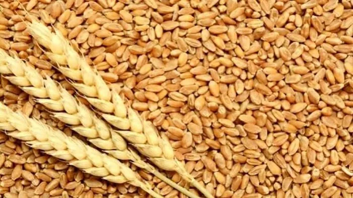۷۰ هزار هکتار از دیمزارهای چهارمحال و بختیاری زیر پوشش طرح جهش تولید