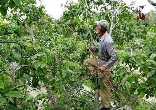 مرگ بر اثر سقوط از درخت گردو