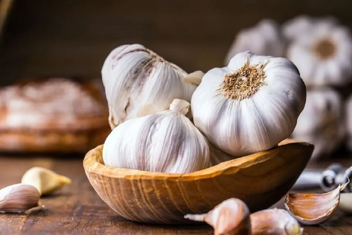 بررسی بالینی اثر عصاره سیر در درمان عفونت پاپیلومای انسانی