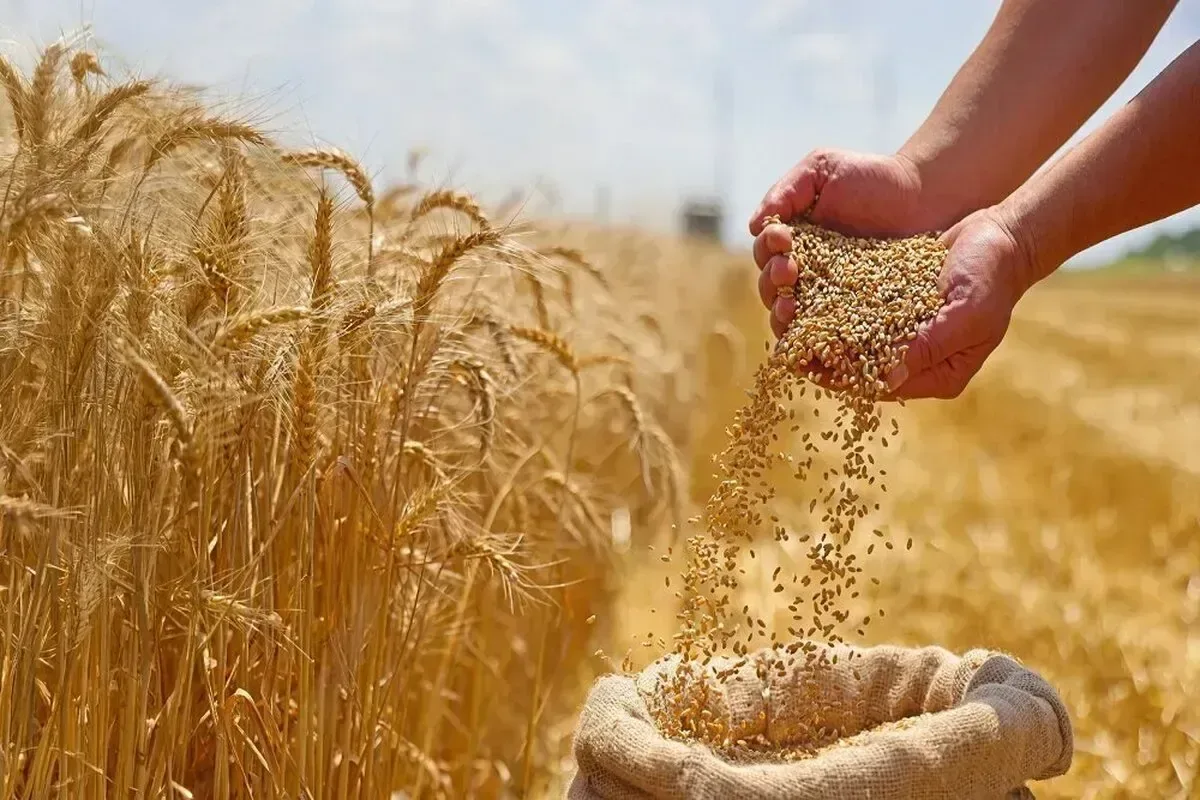 خبر خوش وزیر جهاد کشاورزی برای گندمکاران / زمان واریز باقیمانده مطالبات اعلام شد