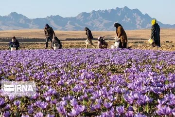 بازارچه زعفران فاروج خراسان شمالی با ۳۰ غرفه آغاز به کار کرد