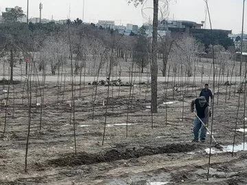فاجعه در چیتگر؛ ۳۰ هزار درخت را قطع میکنند