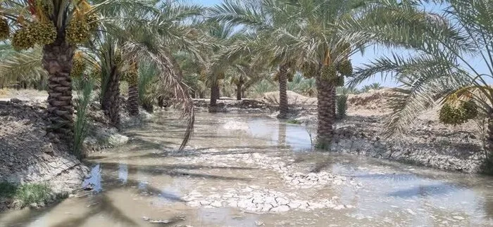 خرما؛ سرمایه اقتصادی و مزیت راهبردی هرمزگان