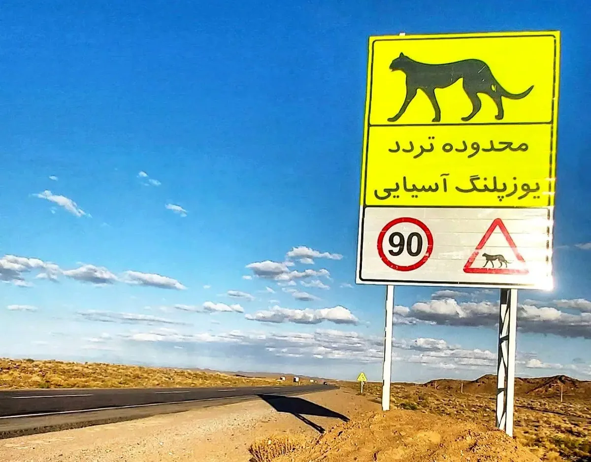 آخرین سنگرگاه سریعترین دوندگان جهان/ بیمها و امیدهای بقای یوزپلنگ آسیایی در خاک ایران