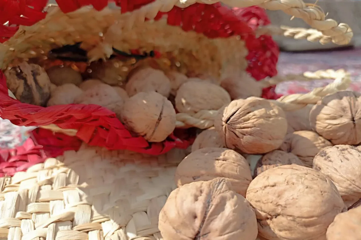 تولید نزدیک به ۱۰۰۰ تن گردو در باغات شهرستان نکا