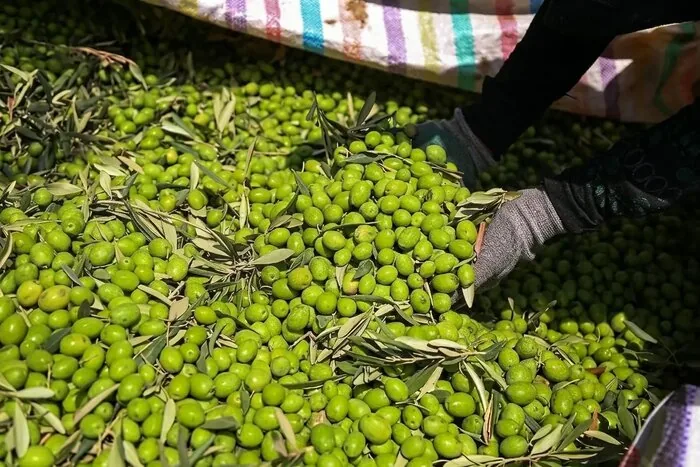 رفع بیکاری در روستای هزاررود طارم با احداث باغ زیتون